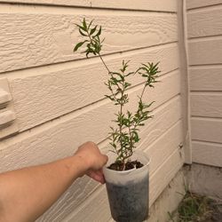$3 Pomegranate Plant 