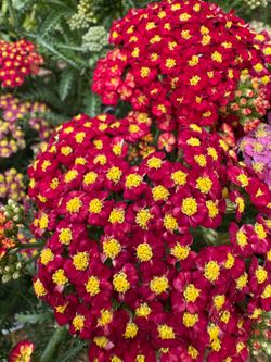🌼 Sea Breeze Series Yarrow 🌼