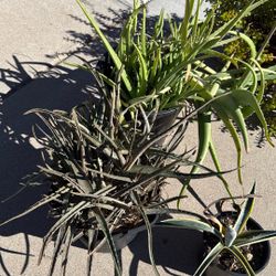 Two Aloe Vera Plants