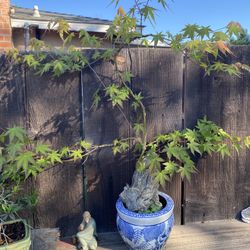 Bonsai Japanese Maple 🍁 It’s Shaped Like Dragon Style $65