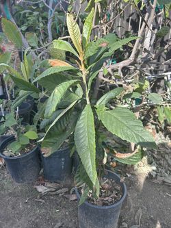Loquat Tree / Nispero