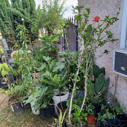 Plantas De 10 De 15 Y De 20 Dolares 