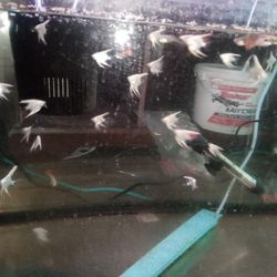 Aquarium Aquatic 