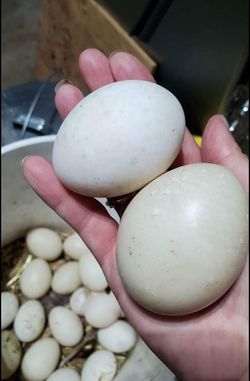 Big Beautiful XL Duck Eggs