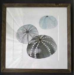 Framed sea urchins