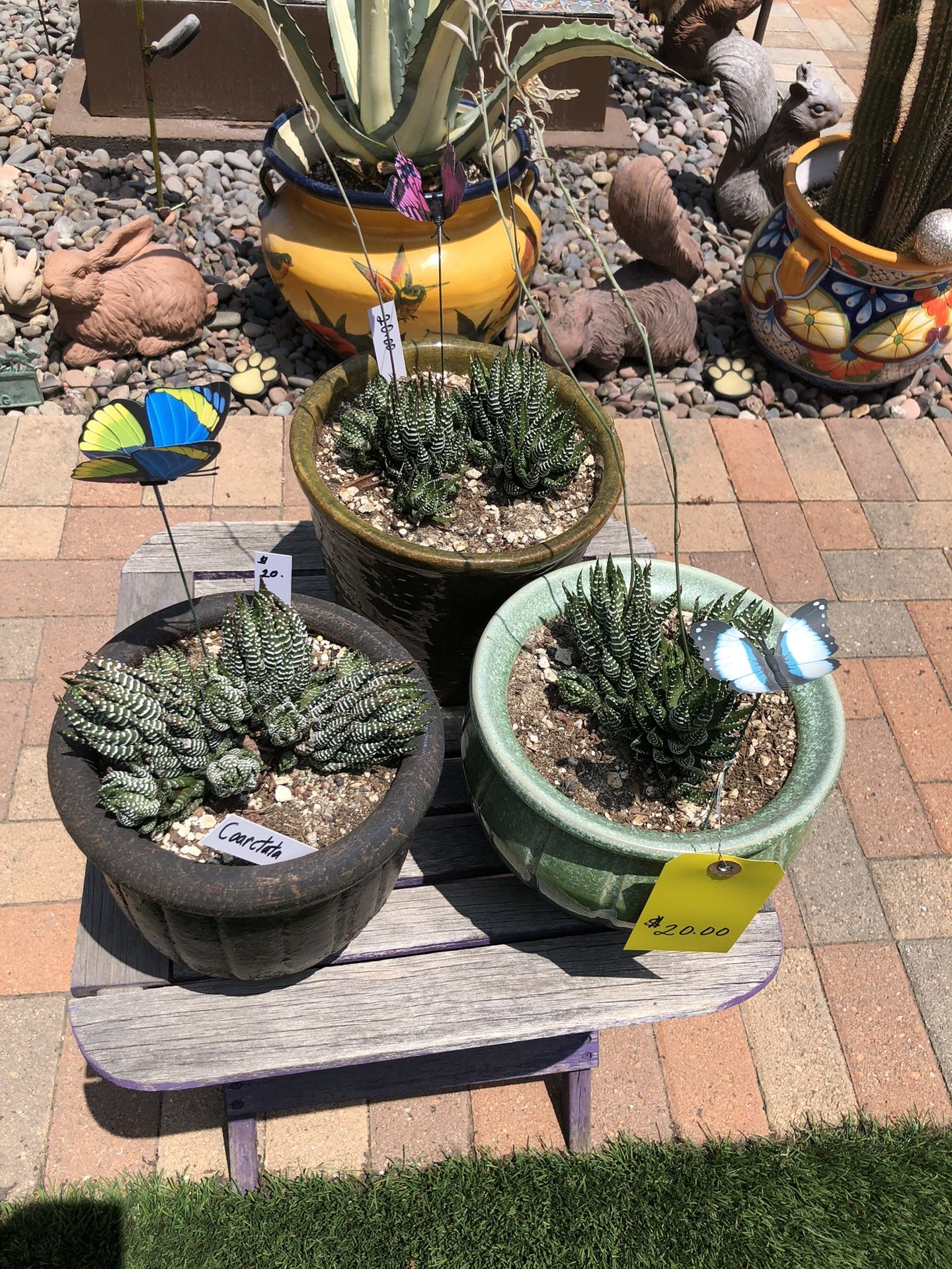 Haworthia Coarctata Succulent Plants In Ceramic Glazed Pots