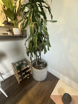 Grey Stone Pot & Plant