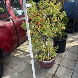 Kumquat Plant For Sale 