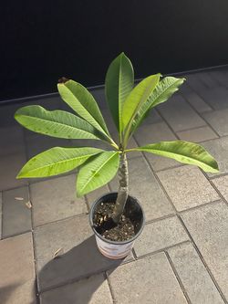Healthy “Pacific Pearl” Plumeria in a 1-gal container and rooted.
