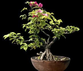 Bougainvillea Bonsai Tree 