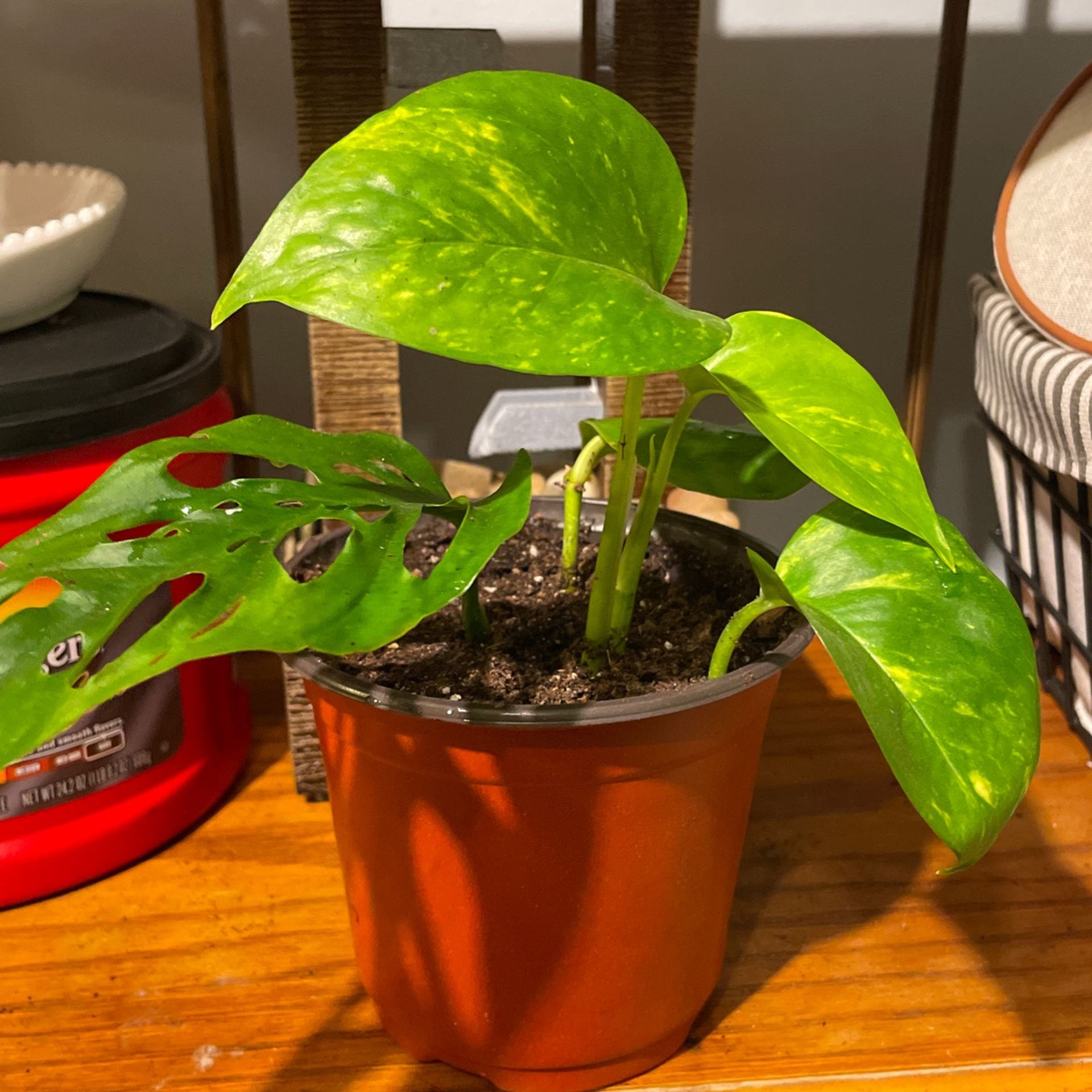 Monkey Mask And Heartleaf Plants (Live)