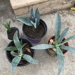 Blue Agave