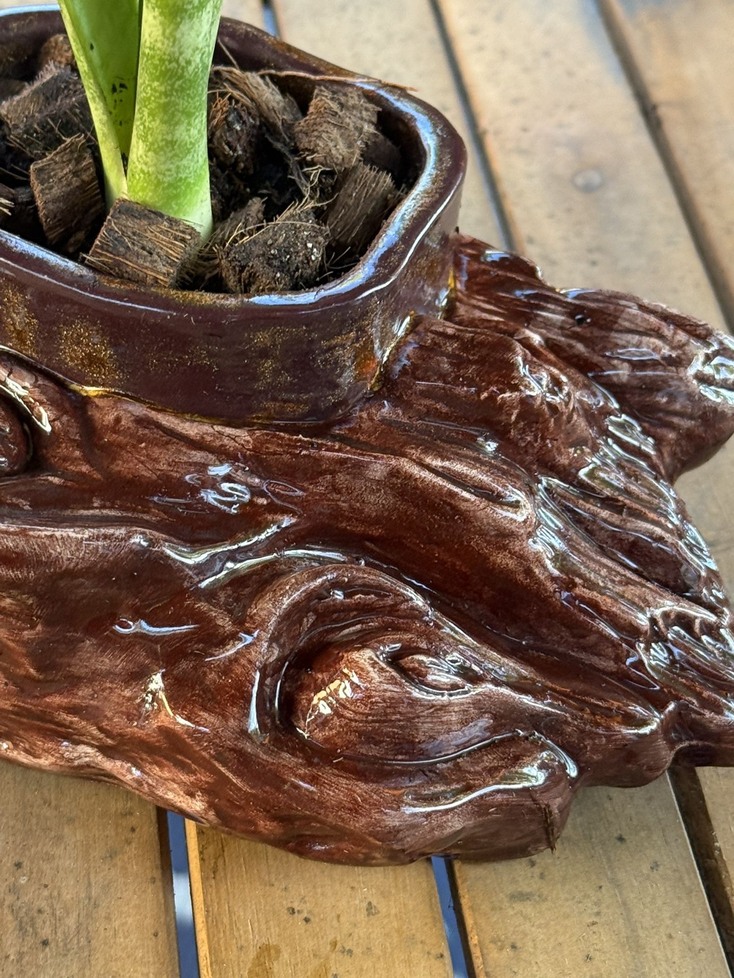 2 Pottery Pieces Logs One With a Birds Nest Plant and One With Snake Plant $30 Each