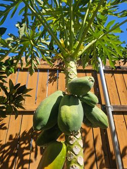 Papaya