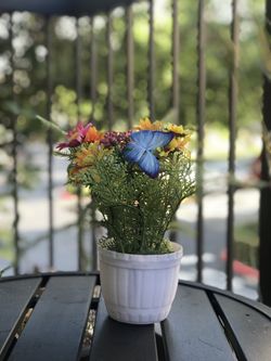 Ashland small white pot flowers 💐 & butterflies 🦋