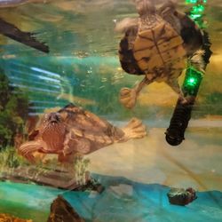 Turtle Tank With Filter And Pump