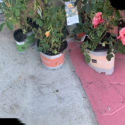 New 4Roses Pots Different Color 18Each Firm