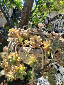 Hanging plant