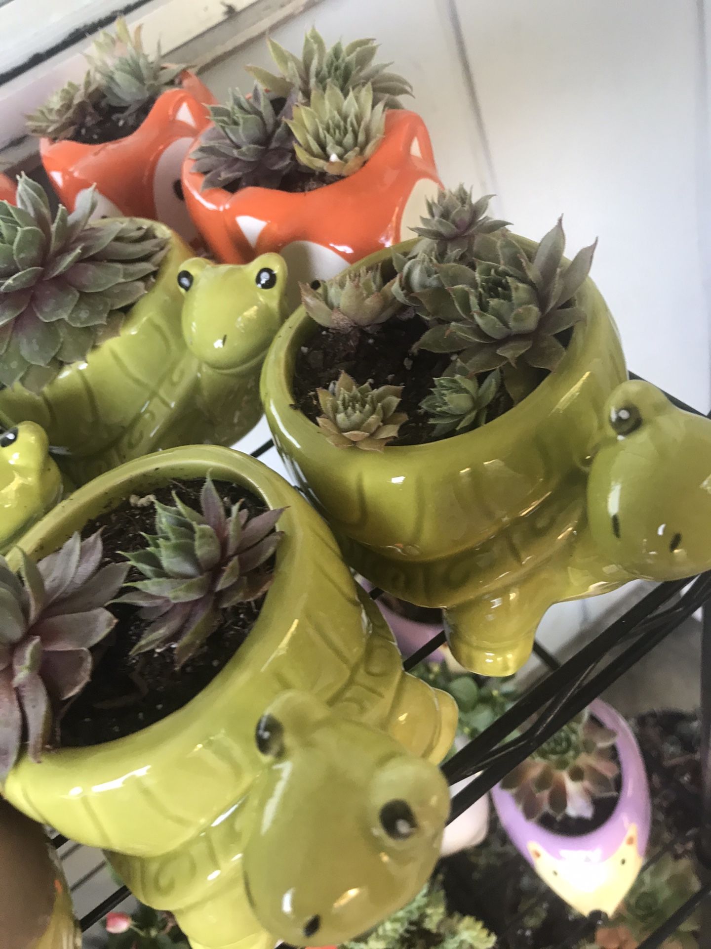 Succulents