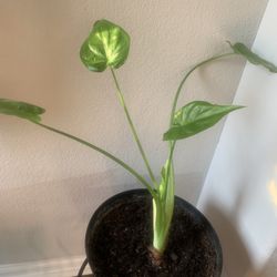 Plant nice for inside! 