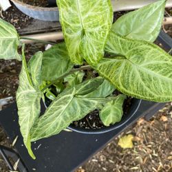 Plants Arrowhead 
