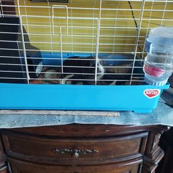 Se Vende Jaula Grande Con Todo Incluido