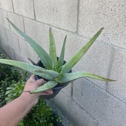 aloe vera frucht Aloe Vera - Barbadensis miller main image 0