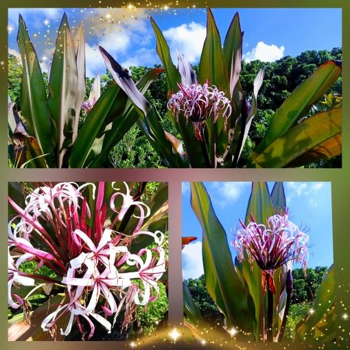 Large Queen Emma Plants 25gl $150.00,All Products : American Fashion Style Bags On Sale
