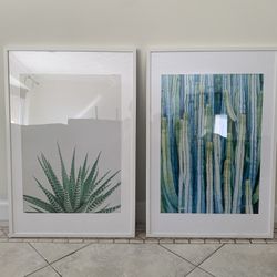 Succulent And Cactus Pictures And Frames