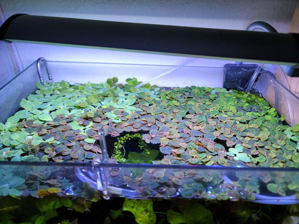 Red Root Floaters & Dwarf Water Lettuce 