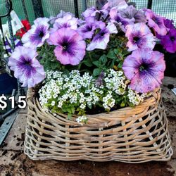 $15 Plant Sale! Beautiful Pots N Baskets! 