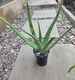 ALOE VERA PLANT FOR MEDICINAL USES