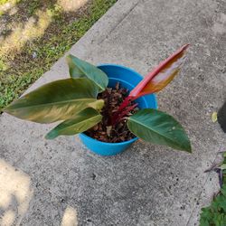  Philodendron Red Congo Plant 