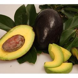 Oro Negro/ Super Hass Avocado Plants 