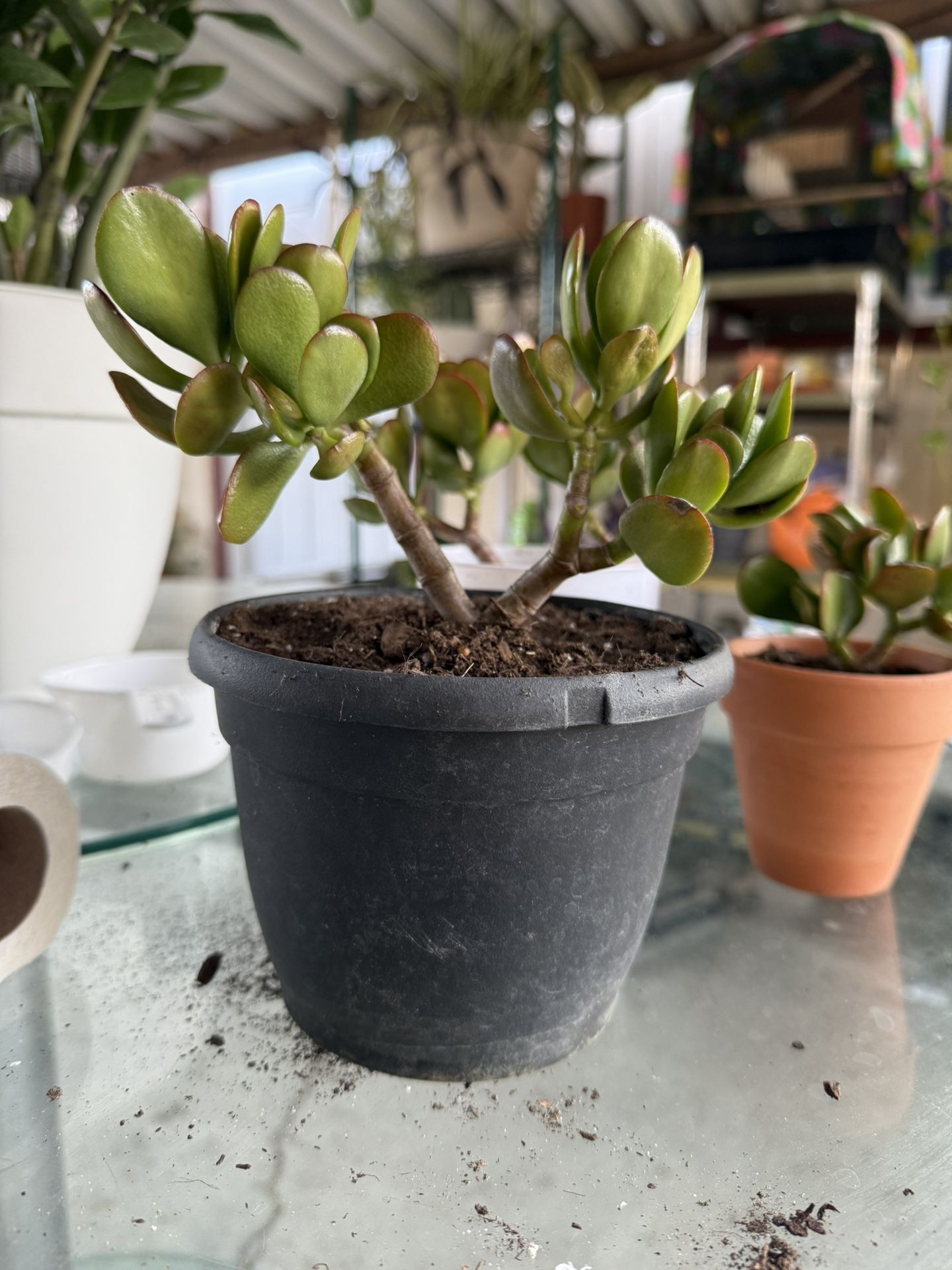 Jade Plant