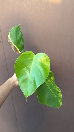 Rooted monstera aurea