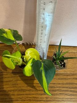 Plants