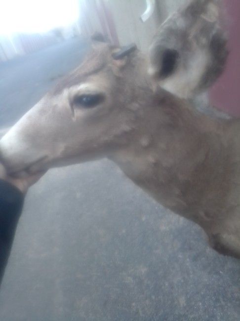 Taxidermy Deer Mount