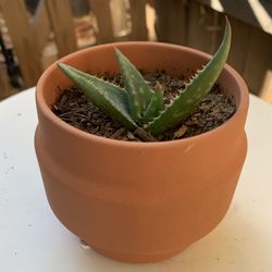 Aloe Vera Succulent Plant 