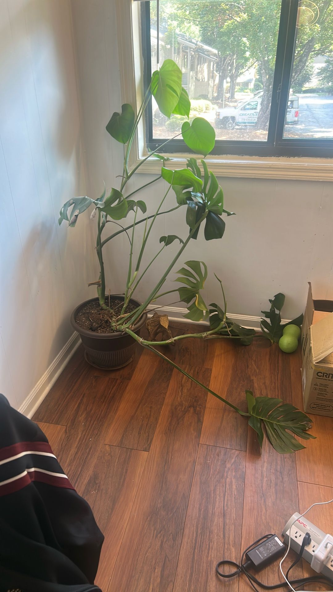 Selling Plant With Pot 