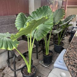 Elephant Ear Plants $45