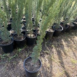 Italian Cypress 1 Gallon – Elegant Privacy Trees, Ready to Plant