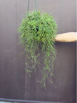 big hoya retusa in 8” pot hard to find in this size