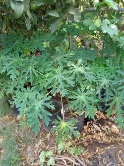 Plantas De papaya