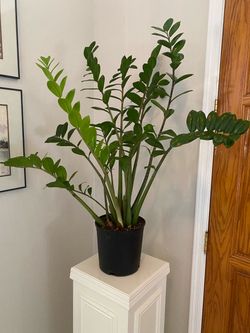 Beautifully Healthy ZZ plant!