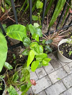 Healthy Beetle leaf plant