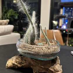 Handmade Cactus Bowl w/ Driftwood Base – Unique Decor