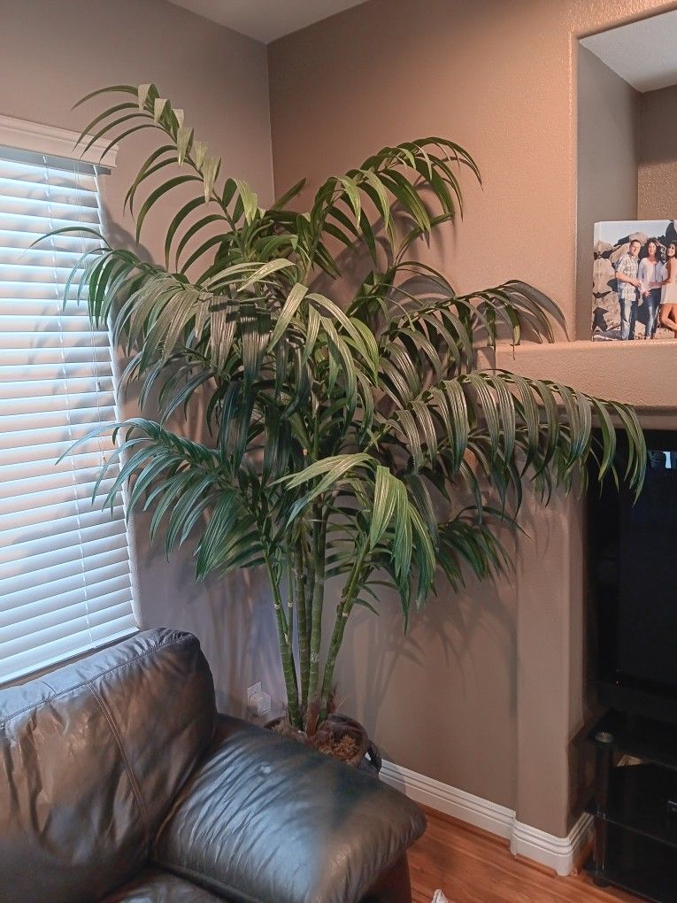 Indoor Plant, Looks Real!