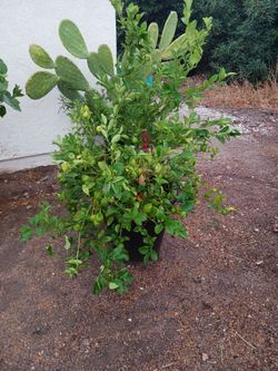 Limon Mexicano