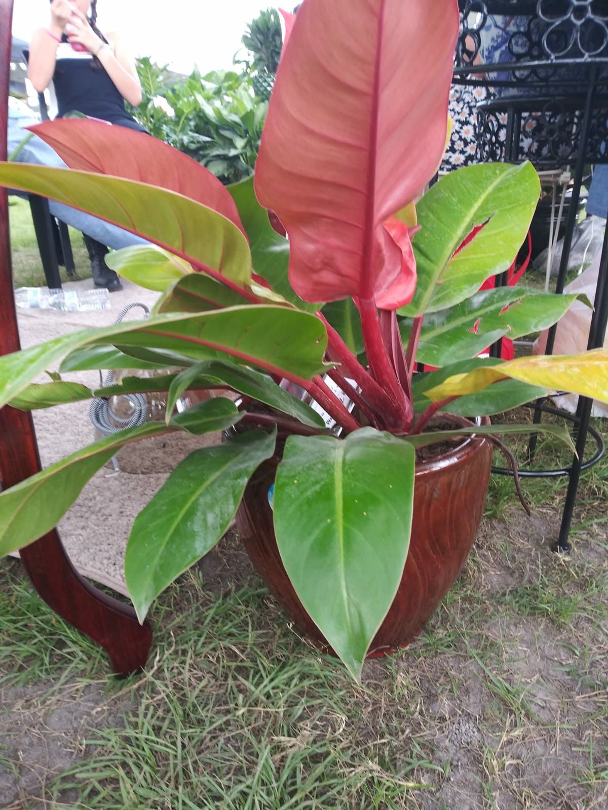 Plant with ceramic pot